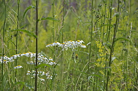 Banner Kräuterwanderung