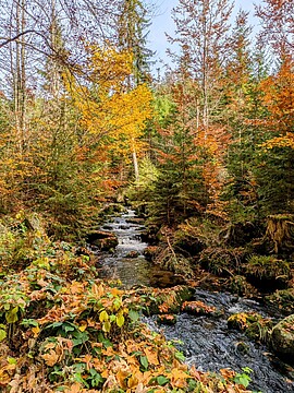 Banner Naturkundliche Wanderung "Mit der Waldbahn zur Reschbachklause"
