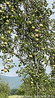 Logo Mit Herz und Hand auf der Streuobstwiese (Fortbildung für Lehrkräfte aller Schularten und Aktive in der Umweltbildung)