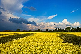 Banner Literarische Begegnungen. Werke ukrainischer Gegenwartsautoren 