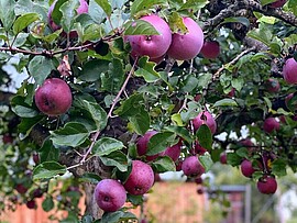 Banner Rund um den Apfel - Kochkurs