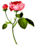 Logo Rosenfreunde Schloss Fürsteneck